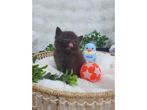 Chocolate bebek kediler