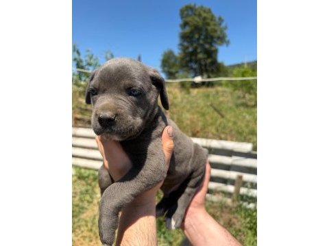 Blue cane corso yavrular ırk sağlık garantili