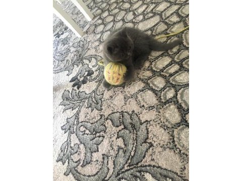 British shorthair prens yuvasını arıyor
