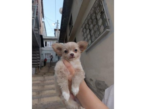 50 günlük chihuahua yavrum