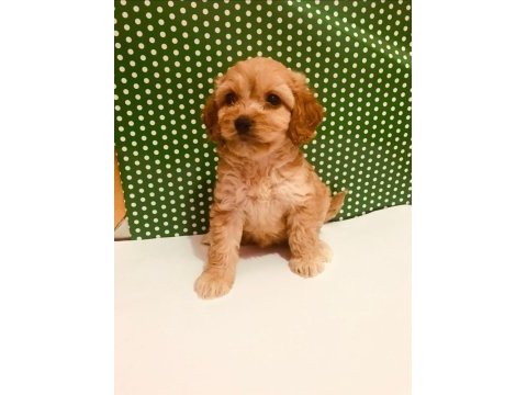 Hakiki red maltipoo wc eğitimli yavru