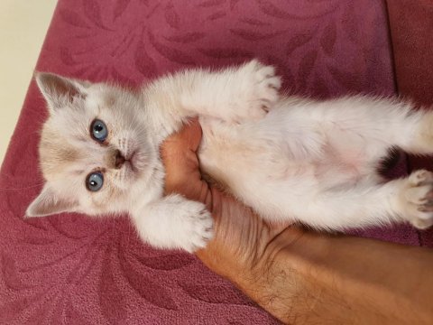 Ev ortamında büyümüş kedimin british shorthair yavrular