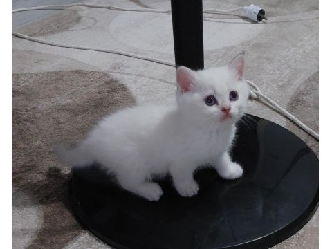 Safkan british shorthair ister şecereli ister şeceresiz