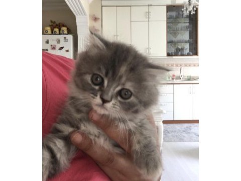 Chinchilla bebeklerimiz yeni yuvasını arıyor