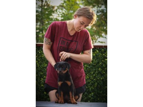 A şecereli rottweiler yavrularım
