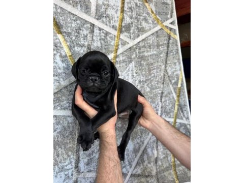 Kredi kartına taksit imkanıyla pug yavruları