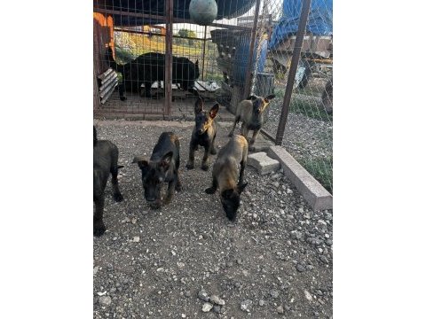 A kalite kopkoyu yavrular dişi ağırlıklı belçika kurdu
