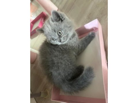 Bol yanaklı brıtısh shorthaır erkek
