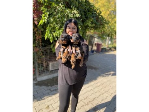Üst kalite king doberman yavrularım