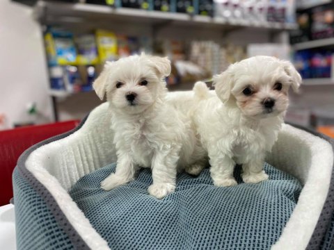 Irk ve sağlık garantili mini maltese terrier