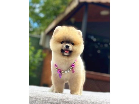 Turuncu pomeranian boo gülen yüz