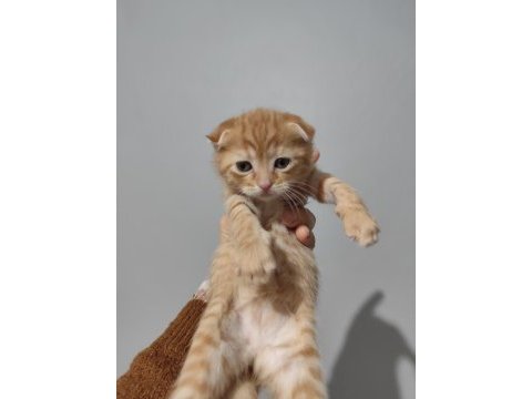 Scottish fold yavrularımız sahiplendirilecek