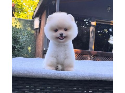 Sağlık ve ırk garantili pomeranian