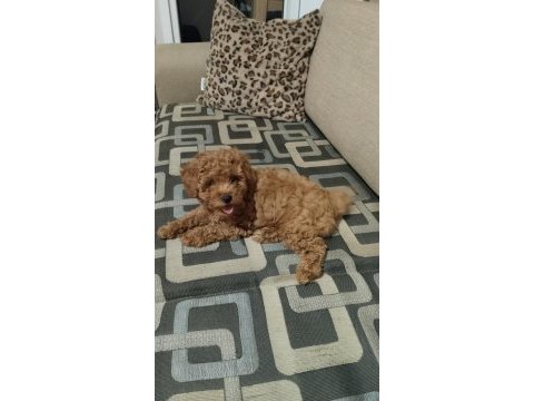 Acil toy poodle