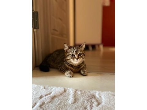 British shorthair dişi 4 aylık