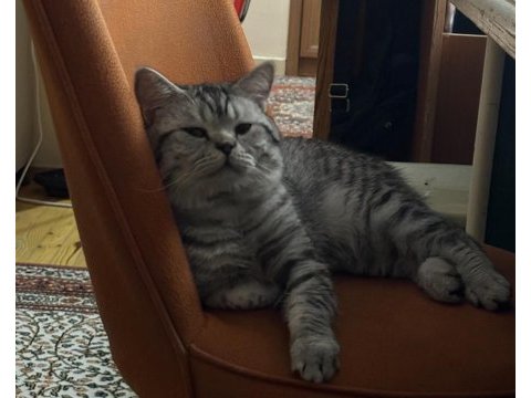 British shorthair oğluma dişi arıyorum