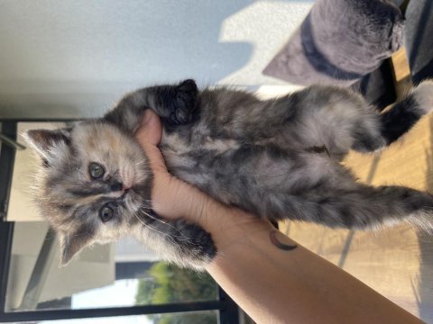 British yavrular shorthair