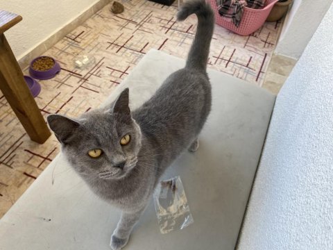 Sahiplendirilecek british shorthair