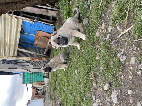 Mükemmel kalite saf kangal yavrular