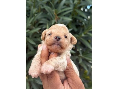 Maltıpoo mınık sekerler