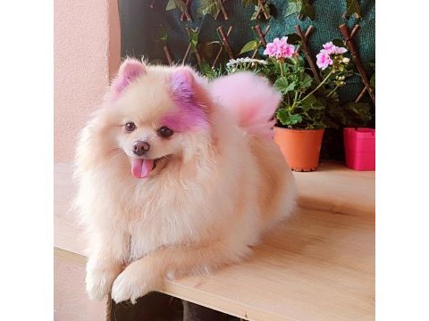 Orjinal pomeranian yavruları