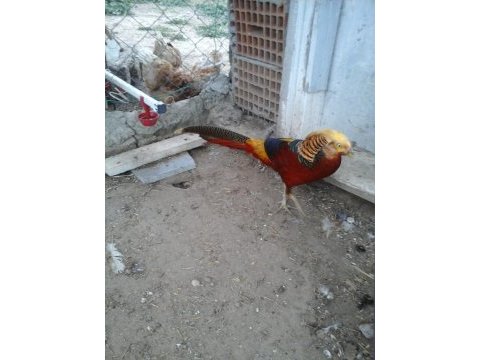 3 yaşında takım tavus kuşlar