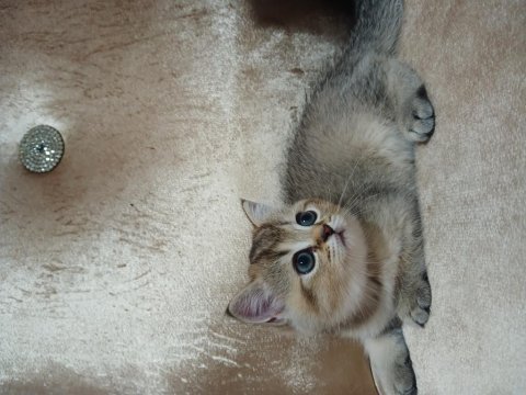 Safkan bırıtısh yavru