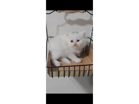 British longhair kedisi