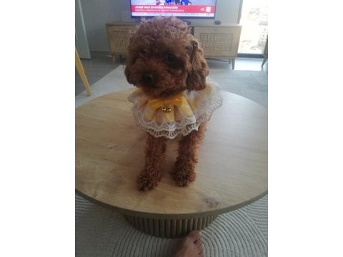 Köpeğimiz kukiş