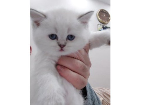 Dünya güzeli scottish fold bunlar