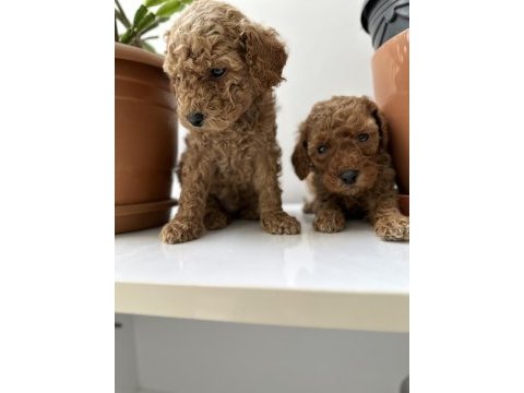 Toy poodle bebekler