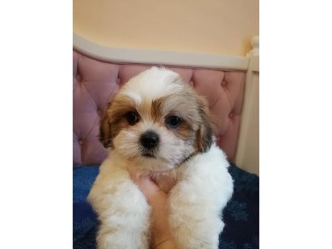 Tamamen evcil shih tzu yavru sahiplendirme