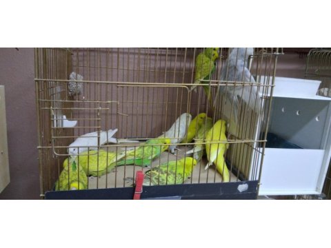Show jumbo yavru muhabbet kuşlar