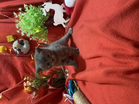 A kalite british shorthair yavrumuz