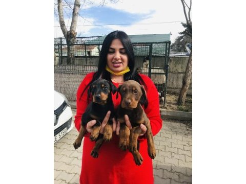 Mükemmel king doberman yavrularım