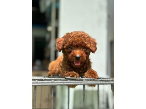 Toy poodle yavrularımız