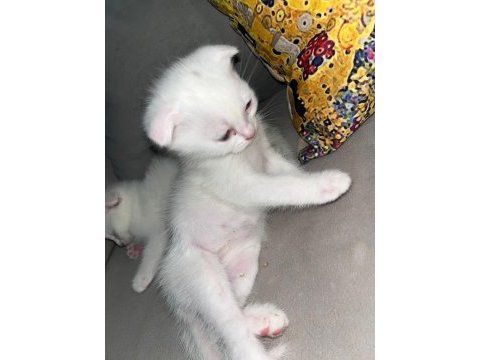 Scottish fold yavru kedilerimiz yeni yuvasını arıyor