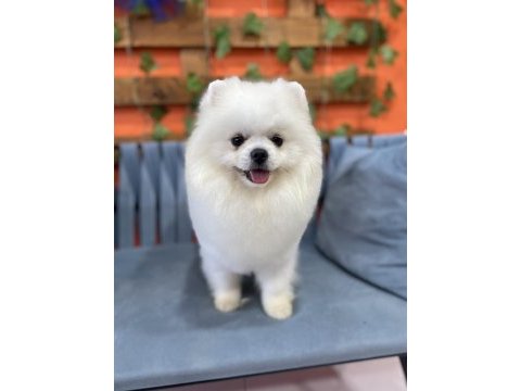 Pomeranian boo show kalite oğlumuz