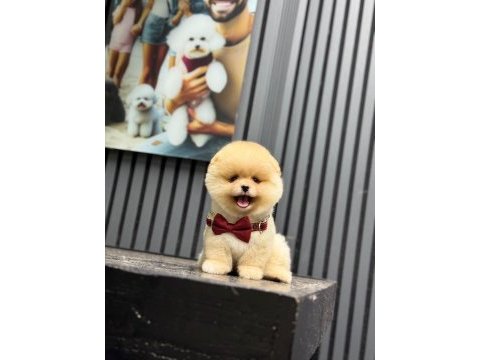 Yavru pomeranian boolarımız