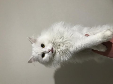British longhair kedimiz