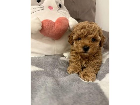Poodle ayarında maltipo yavrular kore
