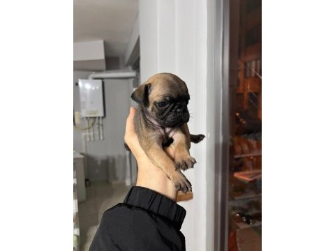 Gül kuyruk sıfır burun pug köpekler