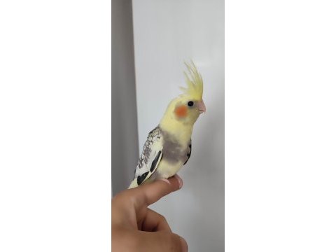 Yavru sultan papağanlar