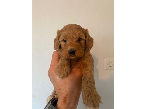 Orjinal ırk maltipoo yavrular sağlık garantili teslim