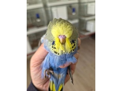 Show jumbo muhabbet kuşumuz