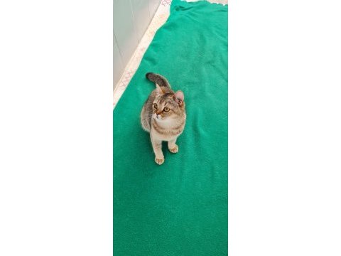 Golden british shorthair