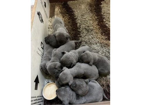 Cane corso yavrular ırk sağlık garantili