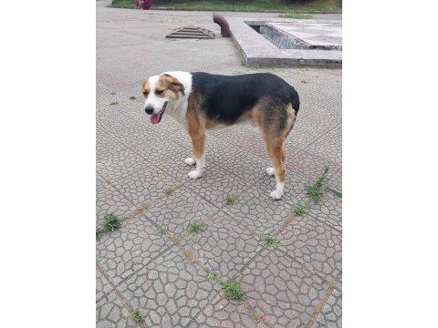 Ciddi alıcılar ulaşsın lütfen