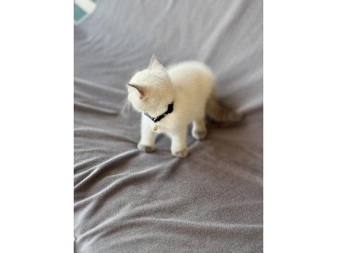 Scottish fold blue point