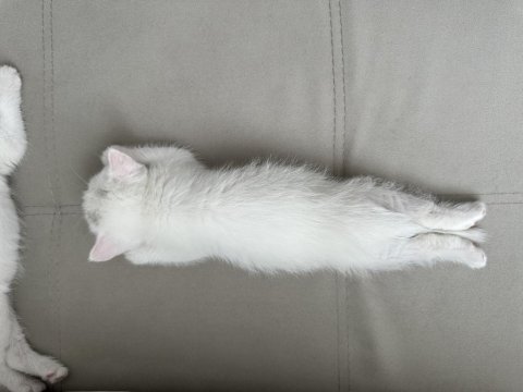 British longhair chocolate point